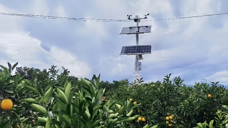 Dual-panel solar surveillance tower providing multi-camera coverage over citrus rows and perimeter